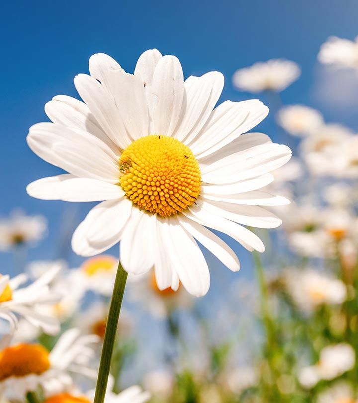 a white flower with yellow center surrounded by daisies and blue sky in the background