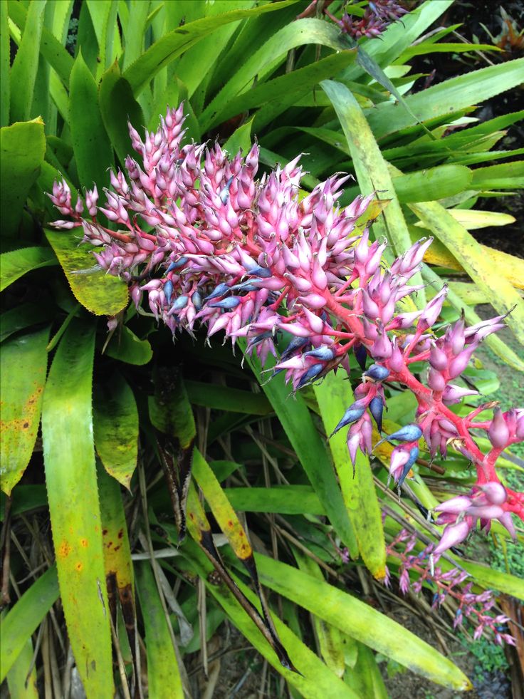 some pink and green plants are in the grass