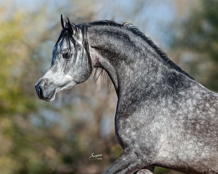 a gray and black horse standing in front of trees