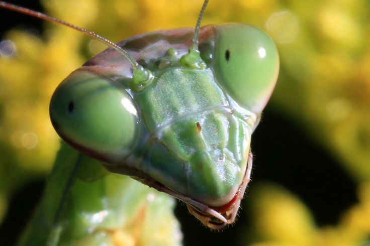 a close up of a grasshopper with a quote on it's face in front of yellow flowers