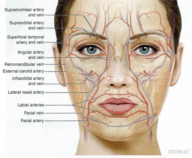 diagram of the human face and neck with blood vessels labeled on each side, including the facial area