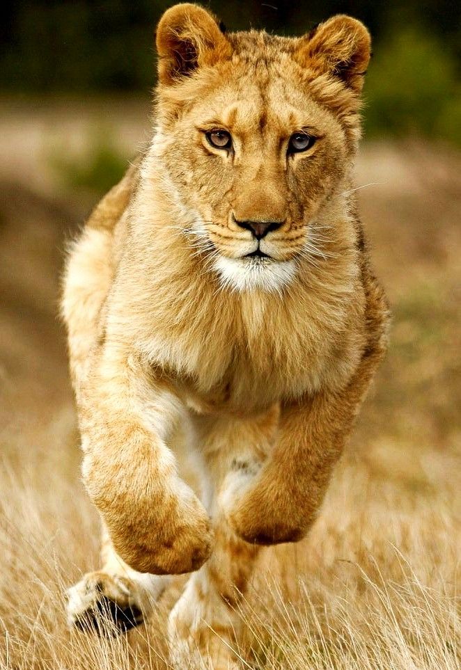 a lion is running through the tall grass