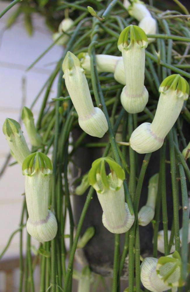 the flowers are blooming on the plant outside