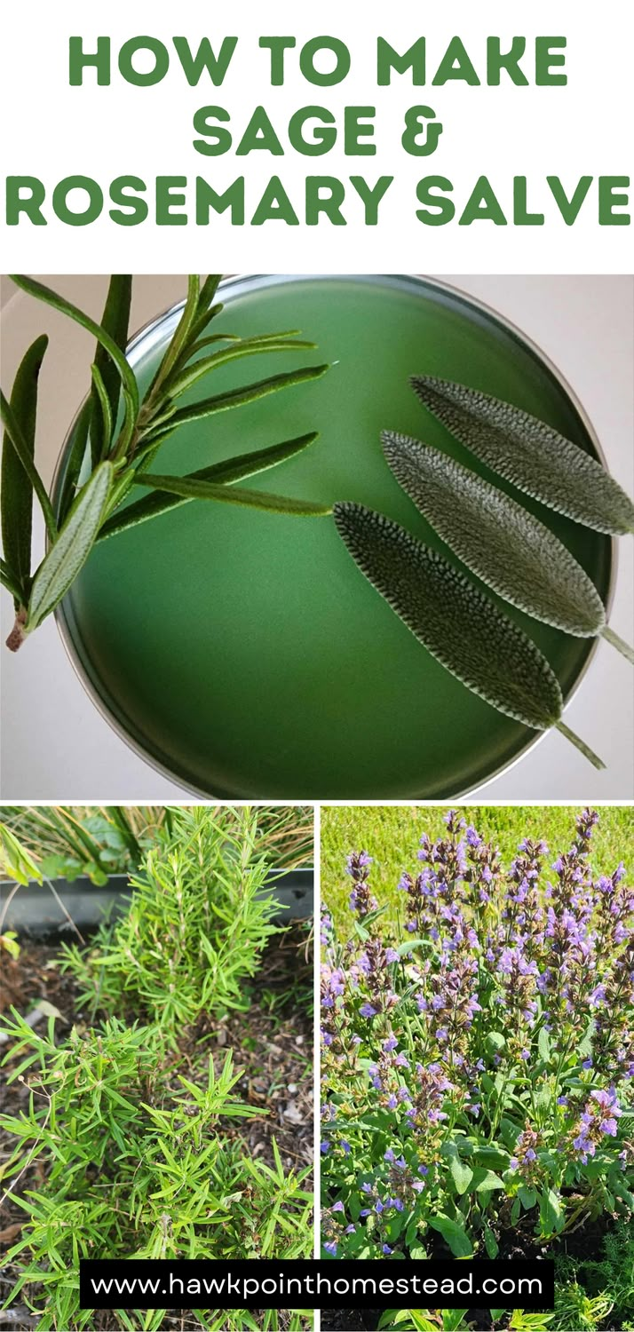 This recipe for homemade sage and rosemary salve is so easy and makes a delightful salve that can be used to sooth, heal and moisturize your skin.  This recipe for how to make sage and rosemary salve is an easy-to-make useful herbal salve. Making salves from herbs and other medicinal plants and weeds is a fun beneficial activity. This salve made from sage and rosemary has many possible benefits. It is amazing what wonderful properties that herbs really have. Sage Salve Recipe, Pine Needle Salve, Eggplant Salve Benefits, Sage Oil Recipe, Dried Sage Recipes, Goldenrod Salve Recipe, Herbal Salves Recipes, Sage Salve, Chickweed Salve