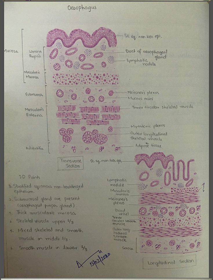 Oesophagus ( L.S and T.S) | Plexus products, Medical school studying ...