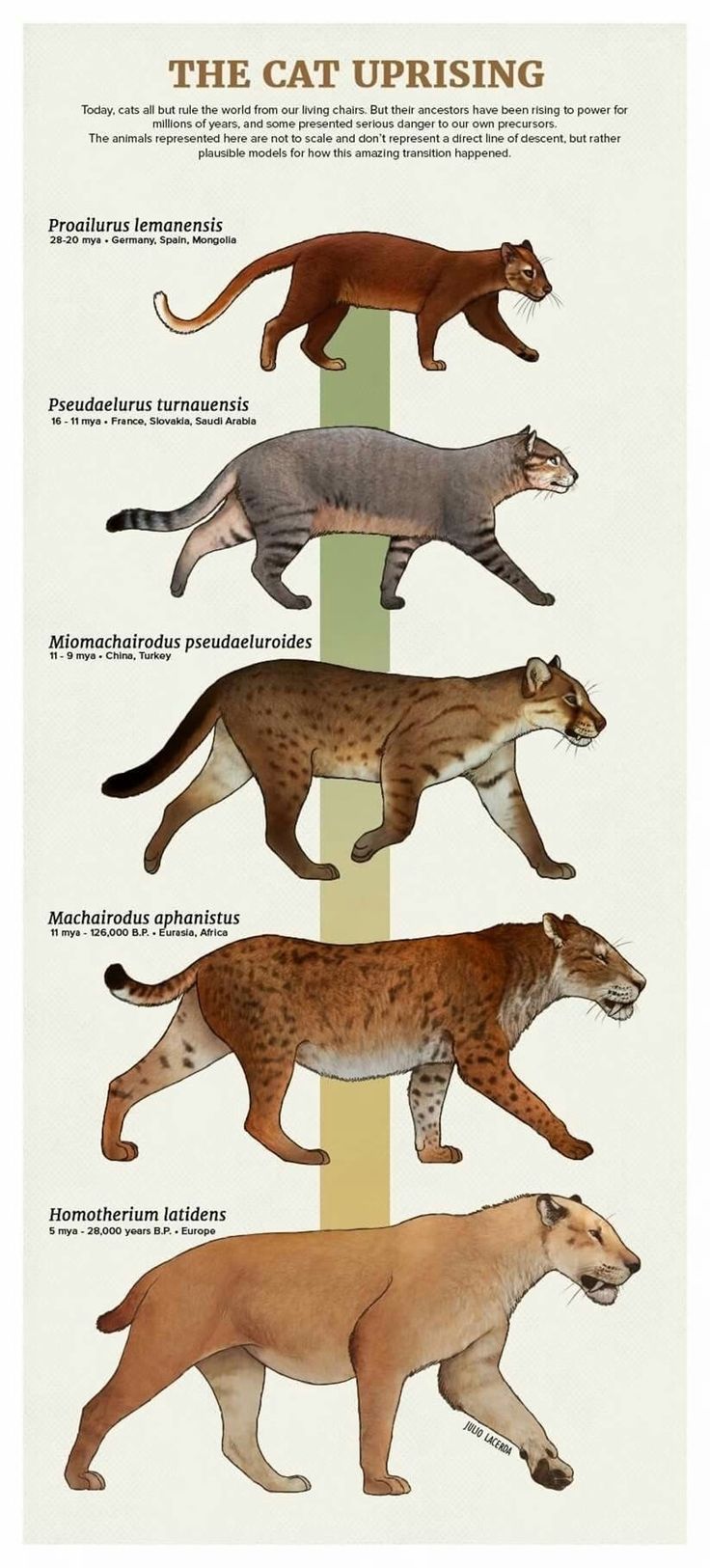 the different types of cats are shown in this diagram