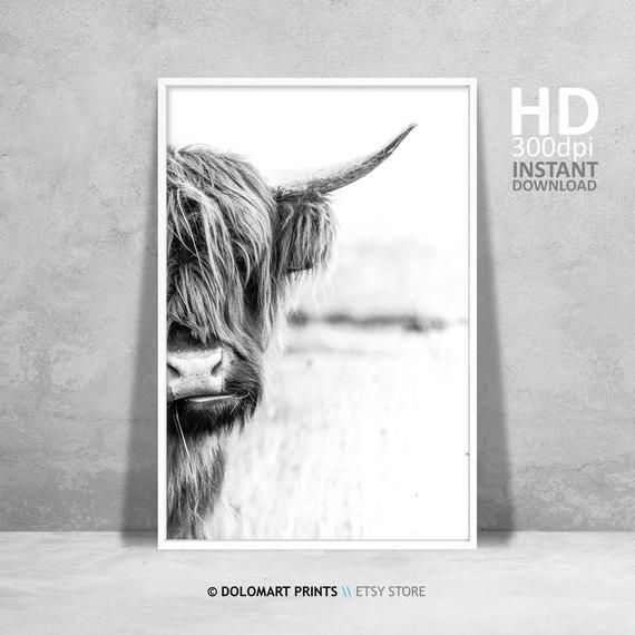 Cow Wall Art, Highland Cow Print, Rustic Home Decor, Cattle Photography ...