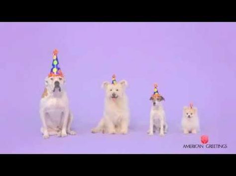 four dogs wearing birthday hats sitting in front of a purple background with one dog looking at the camera