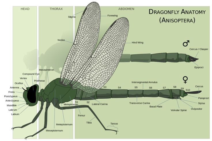 the anatomy of a dragonfly with labels on it's wings and body parts