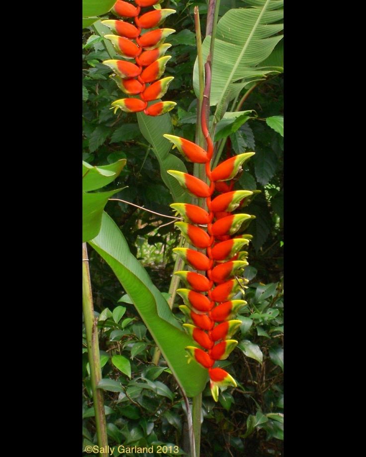 an orange flower with green leaves in the foreground and trees in the back ground