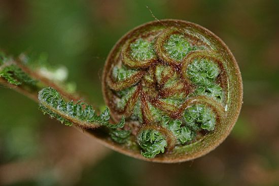 koru-unfurling.The native fern New Zealands national emblem "The Silver Fern" is taken from this plant. Spirals In Nature, Fiddlehead Ferns, Māori Culture, Fern Frond, Maori Art, Silver Fern, Spiral Shape, Spiral Pattern, Patterns In Nature