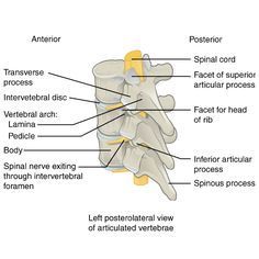 Bones and ligaments of the vertebral column | Radiology Case ...