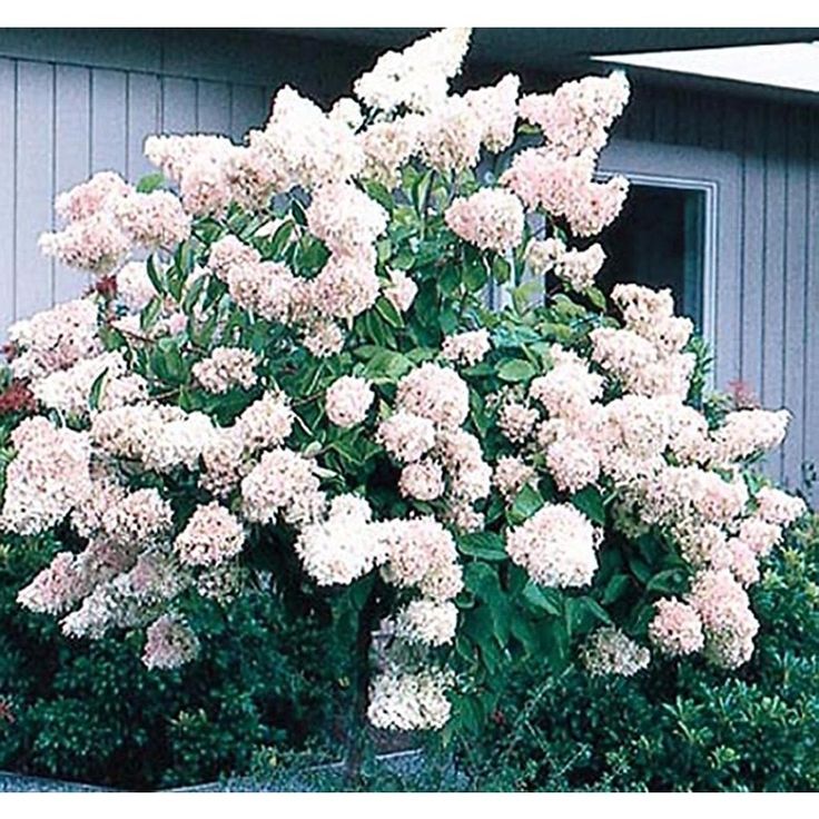 a bush with white flowers in front of a house