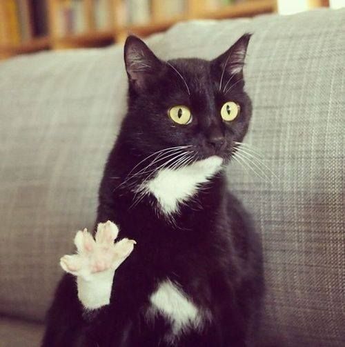 a black and white cat sitting on top of a couch next to a pink flower