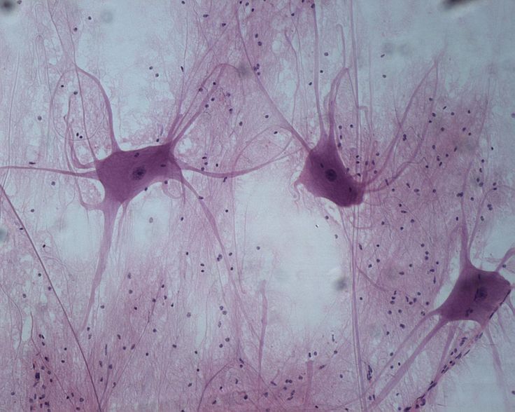 the nervous tissue is shown in purple