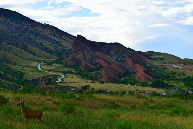 a deer standing on top of a lush green field next to a mountain covered in grass