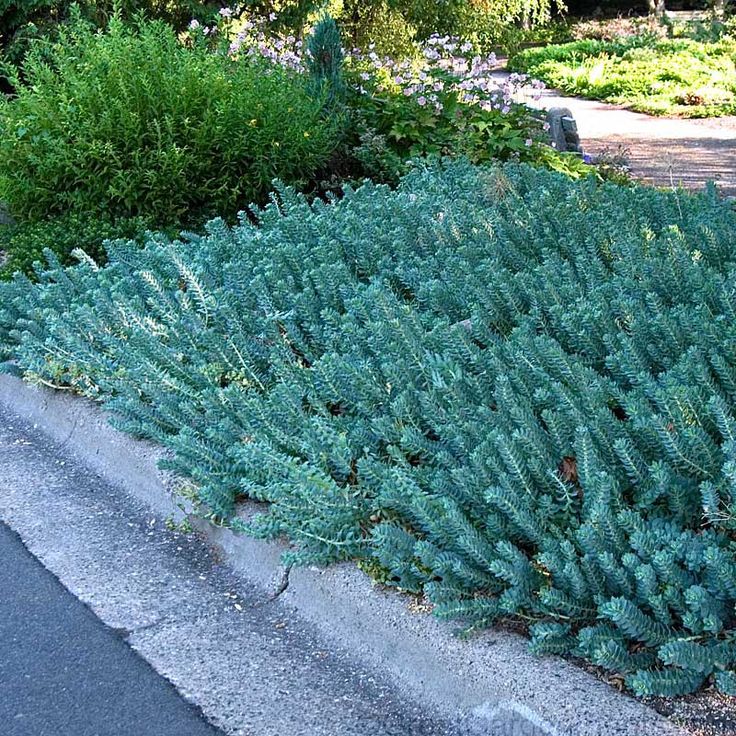 some very pretty blue plants by the side of the road