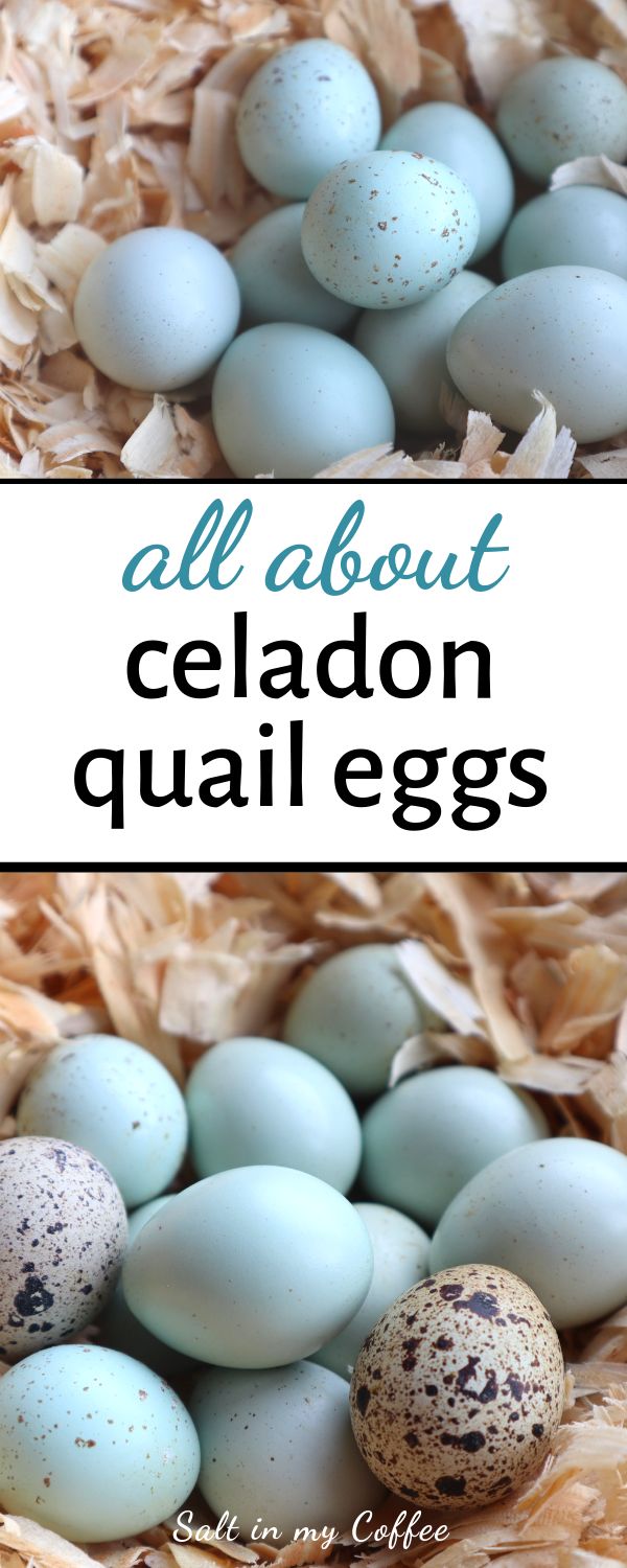 an image of quail eggs with text overlay that says all about celadon quail eggs