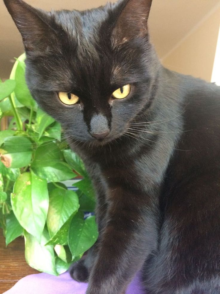 a black cat sitting on top of a purple blanket next to a potted plant