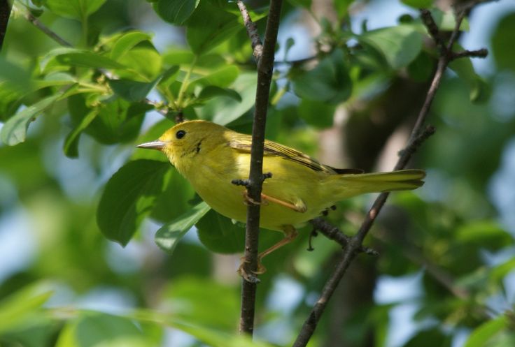 a small yellow bird perched on top of a tree branch in a tree filled with green leaves