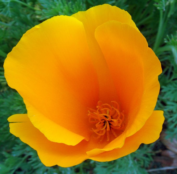 an orange flower with green leaves in the background