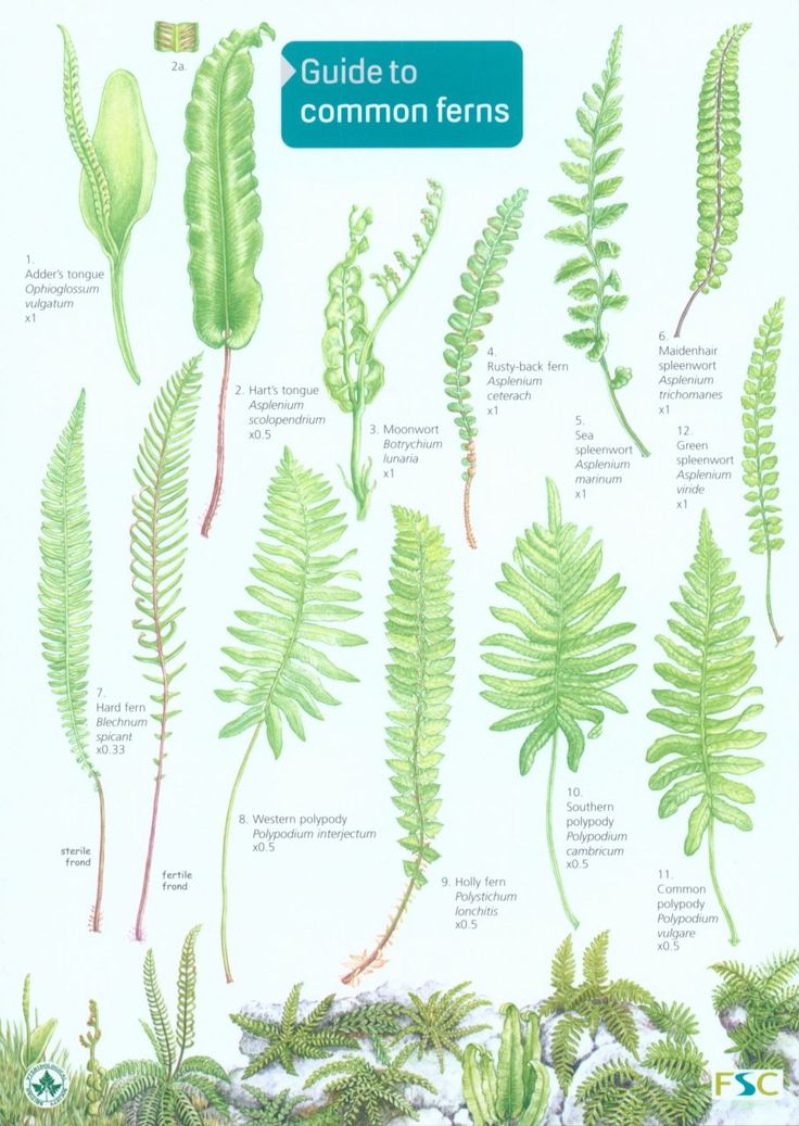 an image of different types of ferns