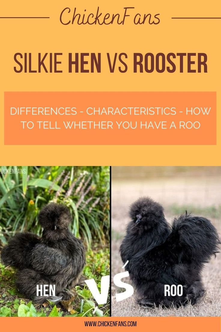 chickens and roosters are the same type of animals that can be seen in this article