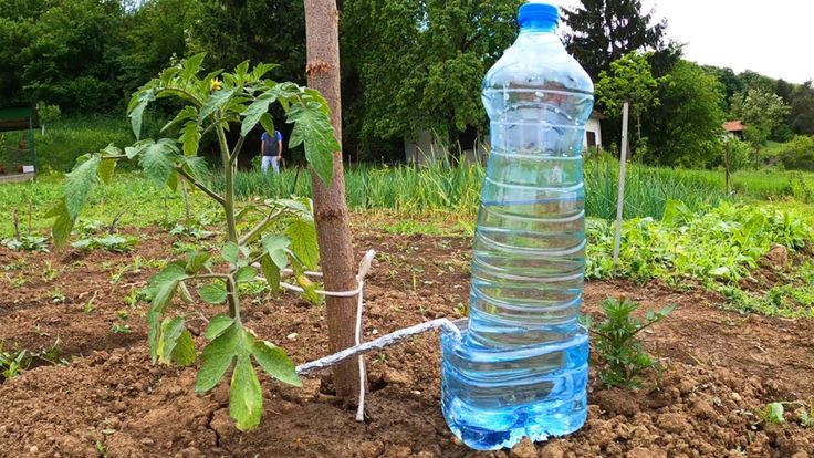 a plastic bottle sitting on top of a dirt field next to a plant and tree