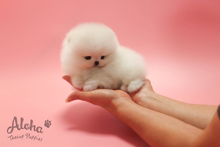 a small white dog sitting on top of someone's hand next to a pink background