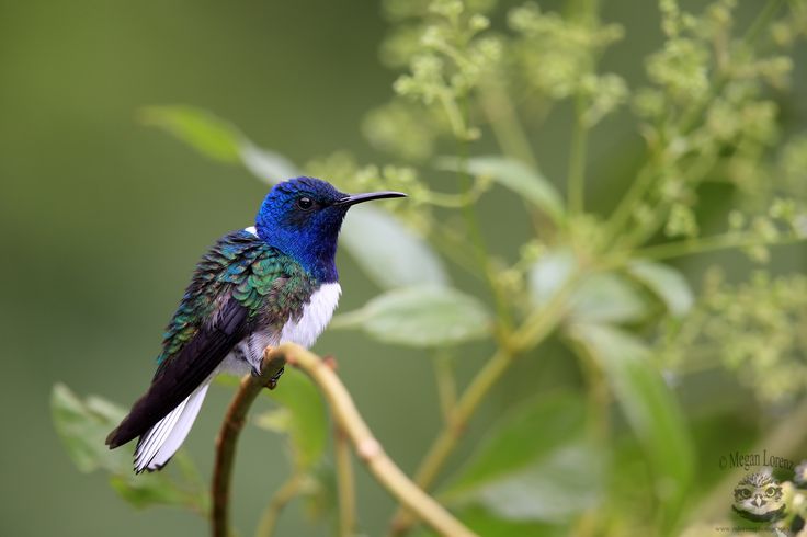 a blue and white bird sitting on top of a tree branch next to green leaves