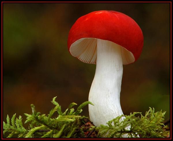 a red and white mushroom sitting on top of moss