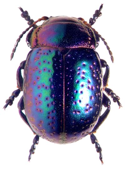 a purple and blue beetle with spots on it's back legs, sitting in front of a white background