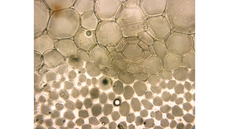 the inside of a glass vase with water and bubbles on it's surface, as seen from above