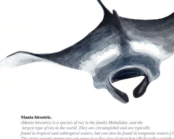 a drawing of a whale's tail with the caption, manana burritos