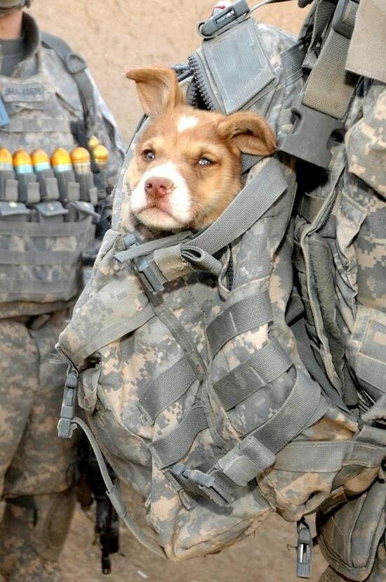 Dog Soldiers, Army Dogs, Military Working Dogs, Military Dogs, Us Soldiers, Police Dogs, Military Heroes, Military Men, Animal Companions