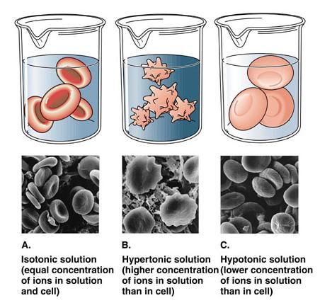 Biology lessons, Medical laboratory science, Study biology