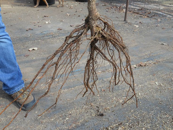 a tree that has some roots on it