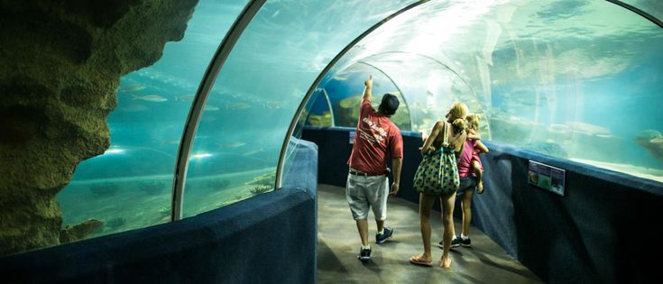 two people are walking through an aquarium tunnel