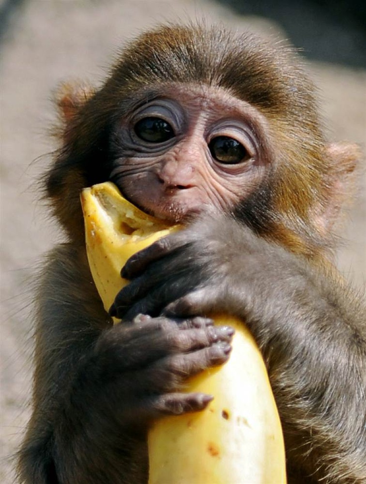 a small monkey is eating a banana on the ground with it's paw in its mouth