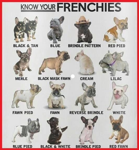 the french bulldogs are all different colors and sizes, but they can be seen in this poster