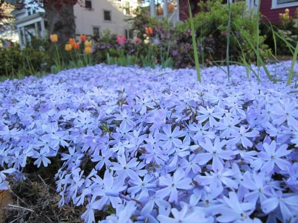 the blue flowers are blooming all over the yard