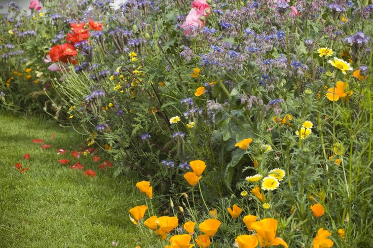 an assortment of colorful flowers in a garden