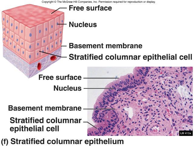 the structure of an epithelum is shown in this diagram, and labeled below