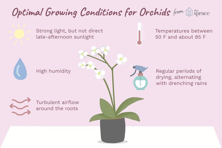 an info sheet describing the benefits of air fresheners for orchids and other plants