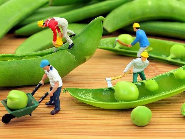 miniature people are working on green beans in the shape of pea pods, with one person pushing a wheelbarrow behind them