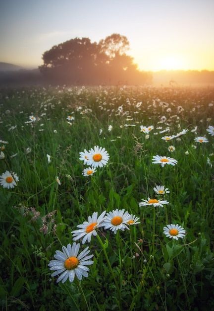 the sun is setting over a field full of daisies