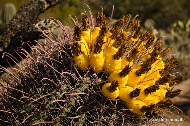 yellow flowers are growing on the top of a cactus plant in the desert with other plants nearby