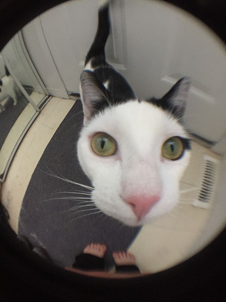 a black and white cat looking at the camera through a round hole in a mirror