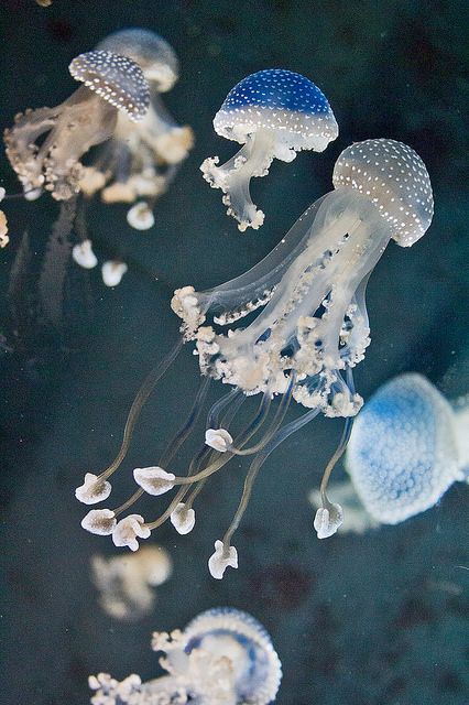 several jellyfish are swimming in the water