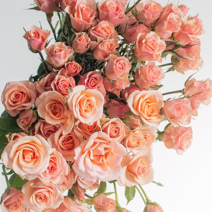 a bouquet of pink roses on a white background